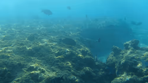 Item #32522392328516293709208538786472574869311995244495637720412795672839101349893 Media