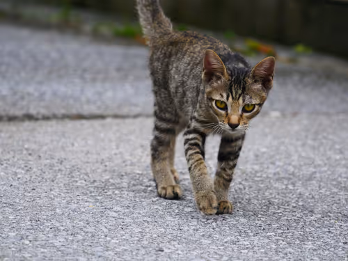 Item #55455677318123595031509472603724202920888355633279889545160944726011103150081 Media