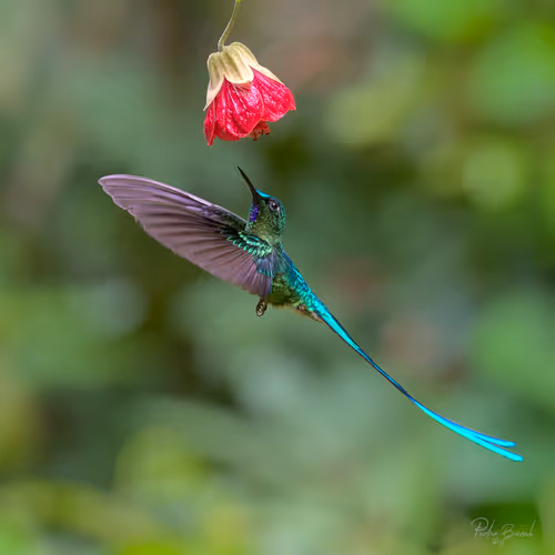 Item #76723362783280478533997952640177478162370392864243199552253501716205957808129 Media