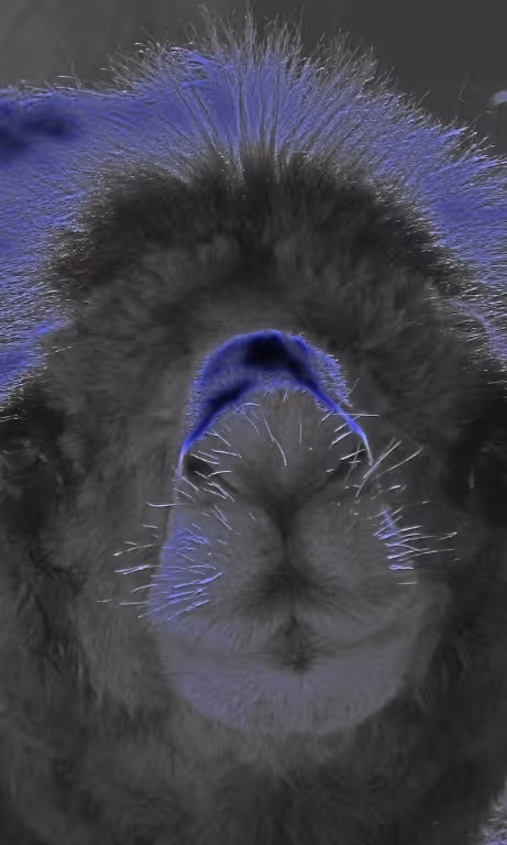 Item #95619151568614802974454947629602672965769746893472874508208249342821239095297 Media