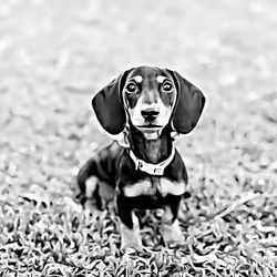 Miniture Dachshund