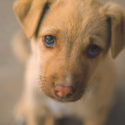 Puppy Eyes -  Take Me Home #4