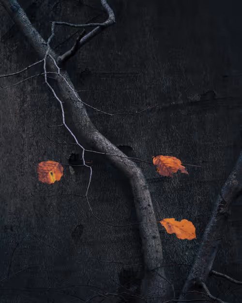 Item #92025450797269199699519638407999947828010124563072321716364901913344235012097 Media