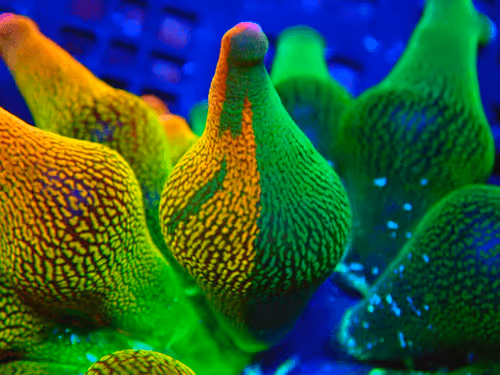 Item #84725156998169905035840504439200750589381120777203567075184517549261412368385 Media