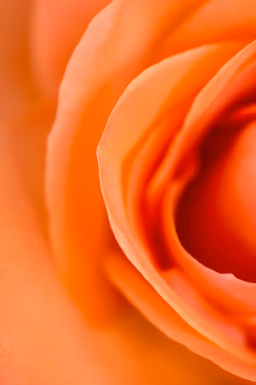 Item #24632583837492670092599633934589483131746797002802219579488358131640427347969 Media