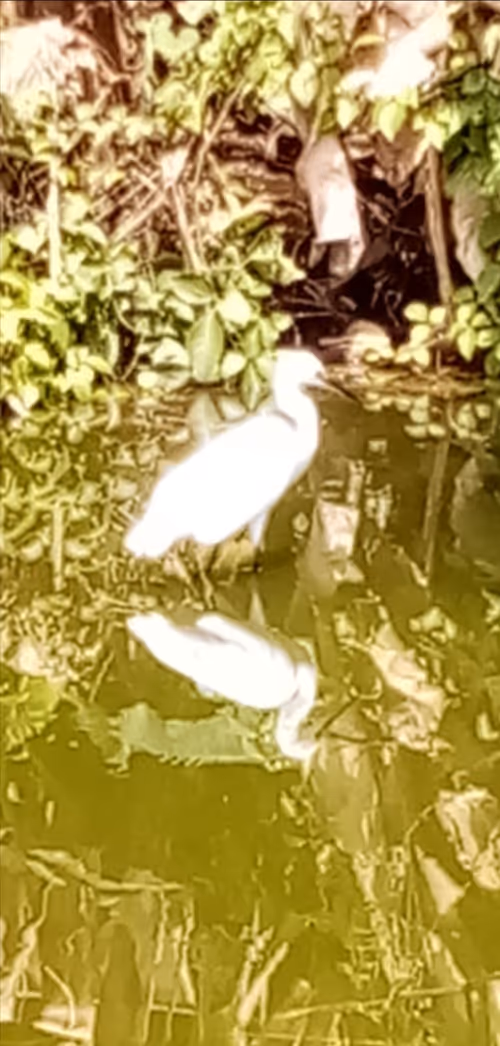 Item #91419314110800337009204889244420491545842303505927805999053350496617162180256 Media