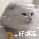 rrr28