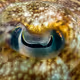 The eye of a cuttlefish