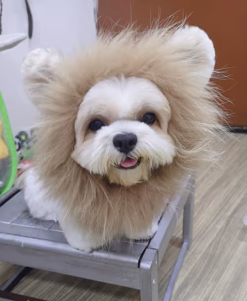 Item #21607923784025543658024067331009769919395041958272689574271021115563831197697 Media