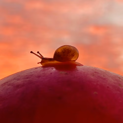 Apple Lover