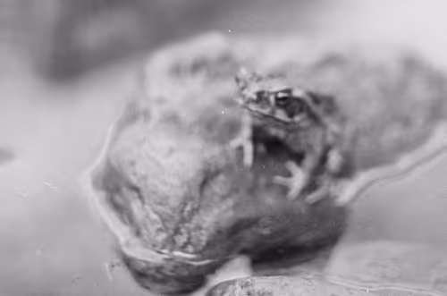 Item #69040073891214831280886932424473030374567714809406336965471043841391216033793 Media