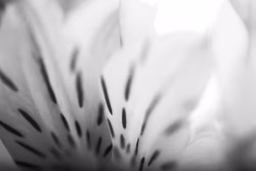 Item #102332330010392241424483100560917049247298654134596954223831831443920214032385 Media