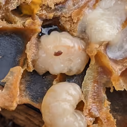 Varroa on Honey Bee Pupa