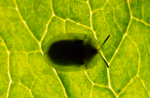 Item #11893448461842202167923125391346137616384292588036434545660885328647866548225 Media