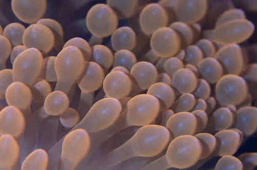 Item #67795505619931490141593079376400316859417509145610672143318596153310607048705 Media