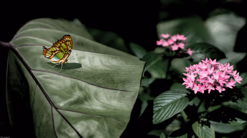 BanthaFodderDan - Originals