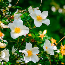 103686277115178527412315898511256896200639863012682764514094226632092631957505