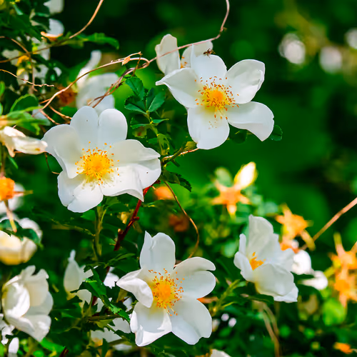 103686277115178527412315898511256896200639863012682764514094226632092631957505