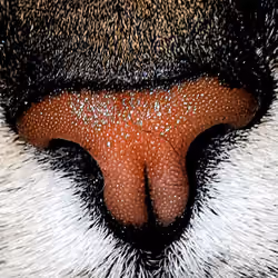 snub_nose