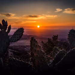A Prickly Perspective
