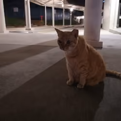 Tinder Cat 2