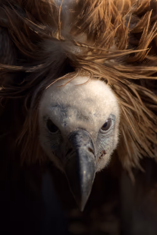 Item #74947066243849206940937931845492421282407977522900211027354211438801411112961 Media