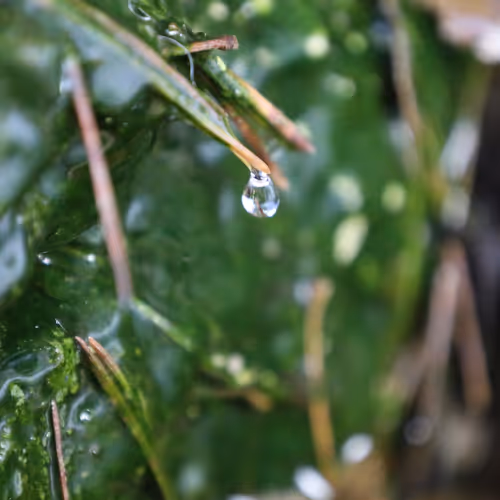 "drip drop"