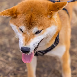 #13 - Shiba Madness