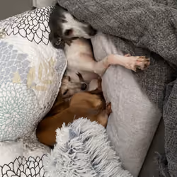 Coco & Sophie