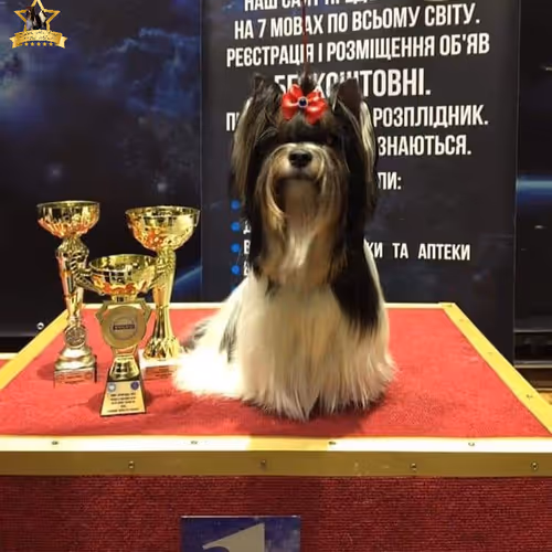 Mr_Vl Collection - old V2