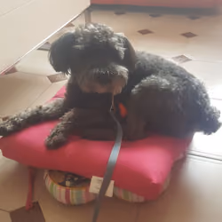 #116 Oreo