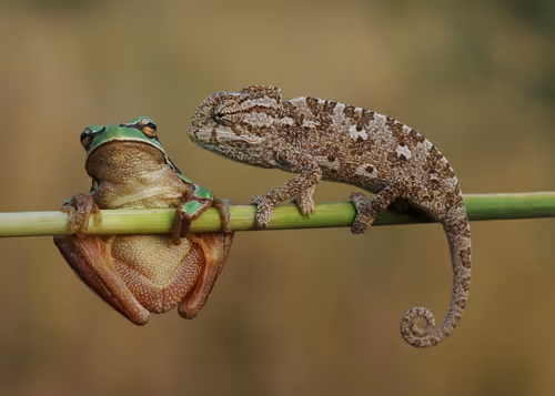 Item #46489417000291226803390193278171395337984998557476228483069898687705161662465 Media