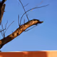 Tree Branch