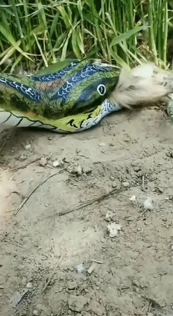 Item #98297886293652092657371597788592247398680073041274723207675995120842888445953 Media