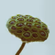 BOTANICAL