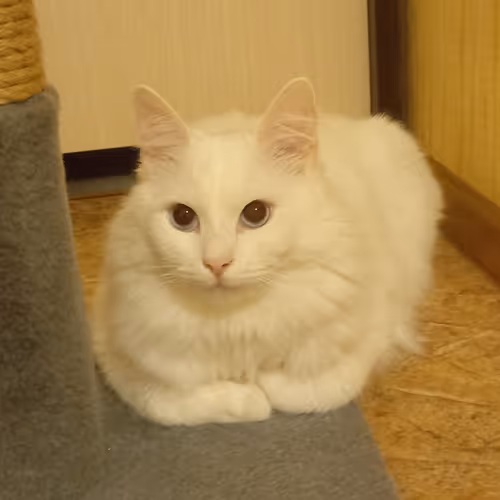 Item #763224073280193224173041358155125596503139434424356380946212139869411475457 Media