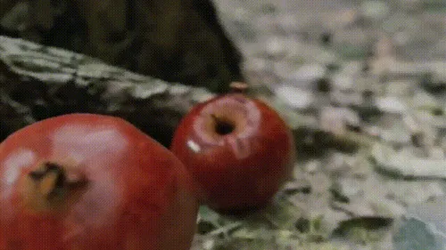 Item #16872374706380221556873029556188094724401756010910527364751099956815875538945 Media