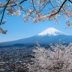 Mt.Fuji and Cherry blossom, Japan
