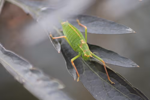 Item #51124555051901614330264480006545612592022390906904121289505624553612631867393 Media