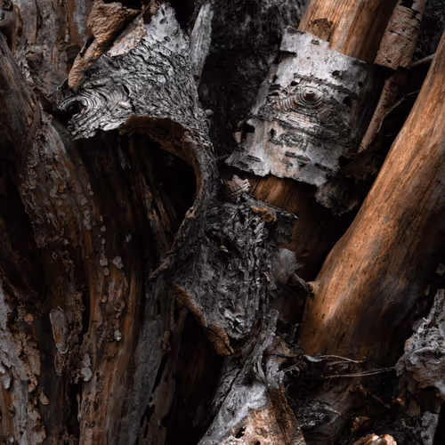 Whitton - The Elements Collection - 48 1/1 NFTs