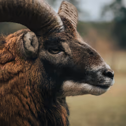 Respectful Ram