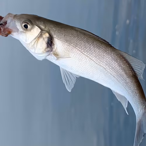 Untitled Collection #6733981