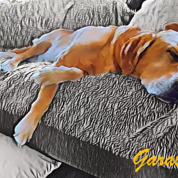 My Labrador's - #05