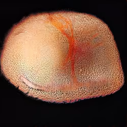 Stuplus