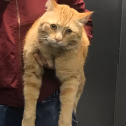 Arbox's cat #3