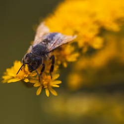 Bee close-up
