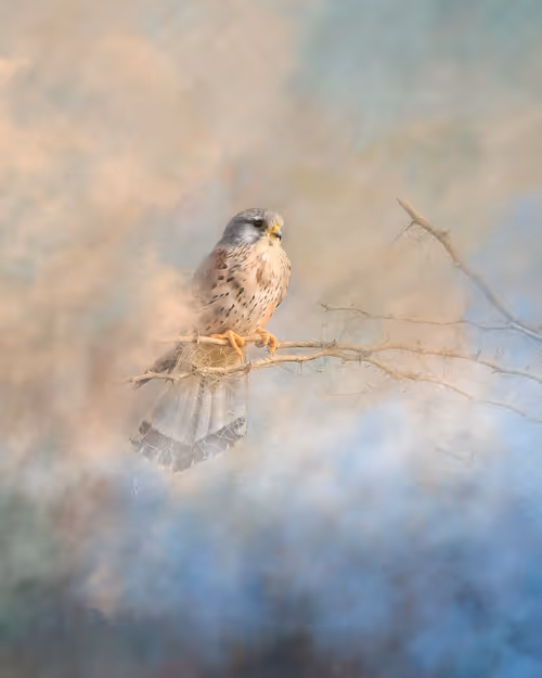 Item #20879904977050231781978559907445915739532146362246903749837269911709356654593 Media