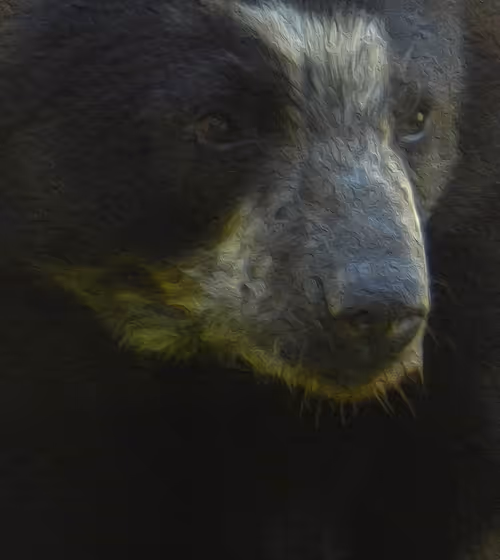 Item #95619151568614802974454947629602672965769746893472874508208249407692425134081 Media