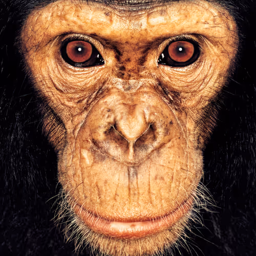 109162157552346088047496633038404394118504199992061596446112929729374989582337