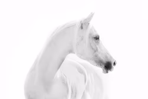 Item #12333759371985289416686528618250941787801478820548931806244366481138647040001 Media